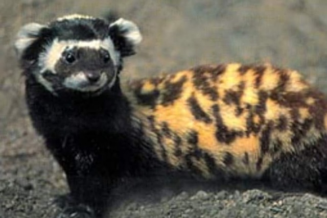 На улицах Днепра разгуливали редкие животные