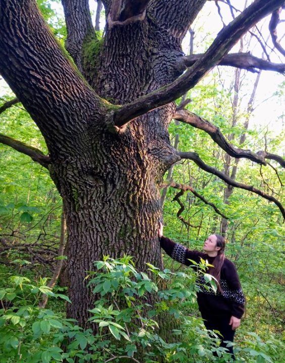 На Дніпропетровщині росте багатовіковий незламний дуб