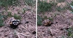 В Днепре на Курином озере живет Перегузна обыкновенная, занесенная в Красную книгу - рис. 14