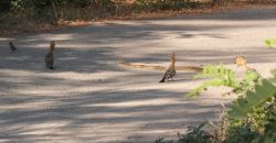 В Днепре заметили краснокнижную рептилию - рис. 6