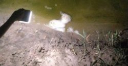 Резкий запах фекалий: жители Днепра обеспокоены загрязнением озера - рис. 5