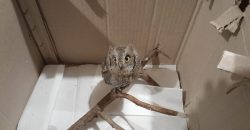 В Днепре спасают пострадавшего от российских обстрелов совенка - рис. 4