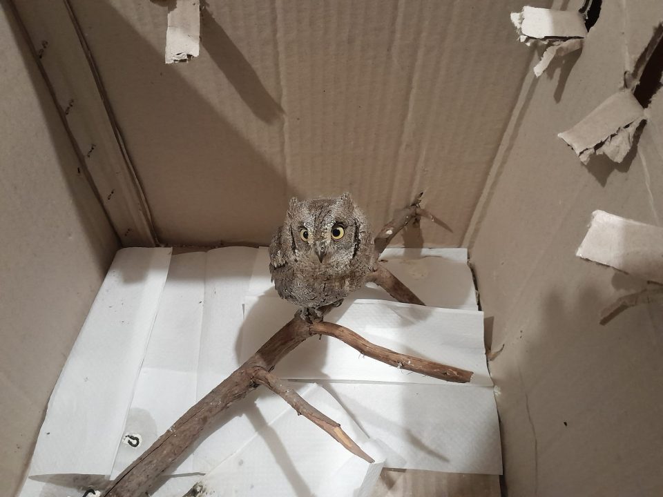 У Дніпрі рятують совеня, яке постраждало від російських обстрілів - рис. 1