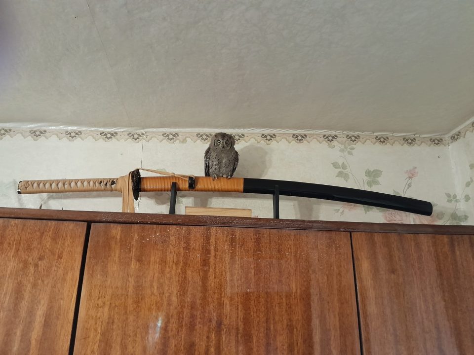 У Дніпрі рятують совеня, яке постраждало від російських обстрілів - рис. 2