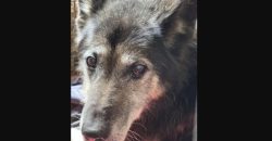 У Дніпрі врятували собаку, який через обстріли впав у двометровий погреб