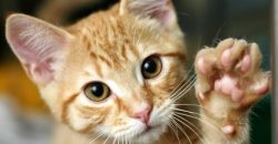 В Днепре спасли котиков, прыгавших с 4 этажа из-за пожара - рис. 2