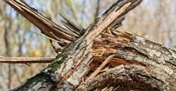 В Днепре дерево упало на припаркованные авто - рис. 4