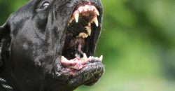 На Дніпропетровщині внаслідок нападу собаки померла жінка