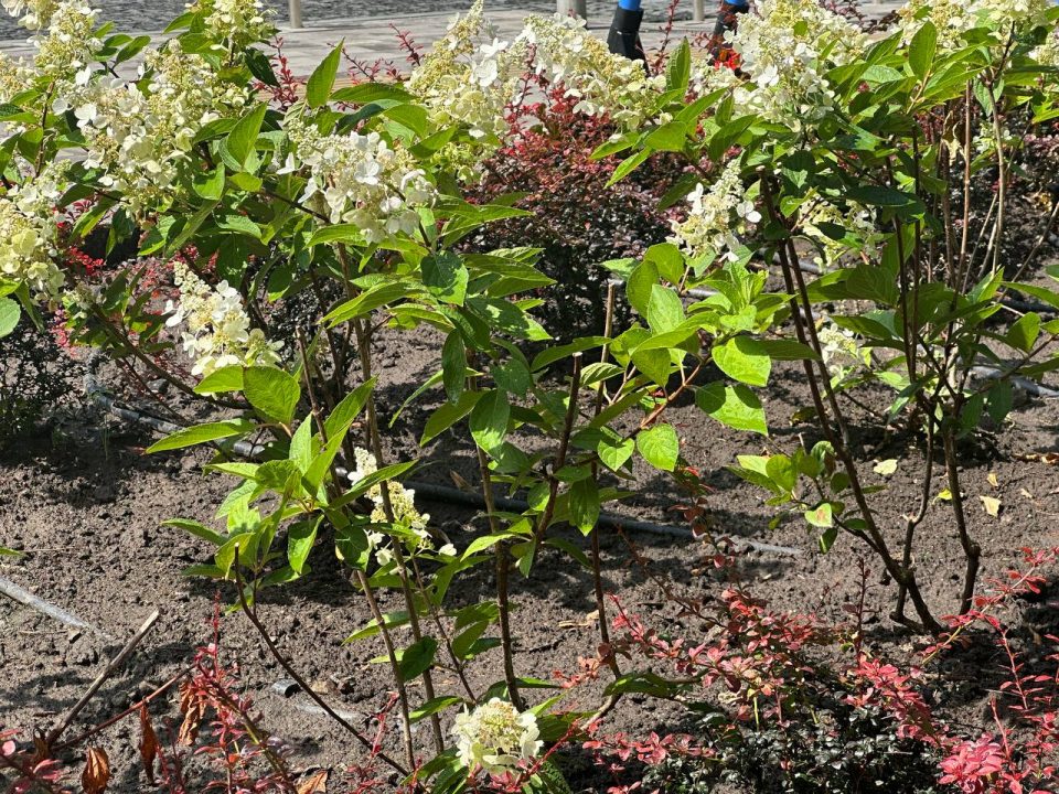 У Дніпрі невідомі крадуть квіти з центральної алеї парку Шевченка