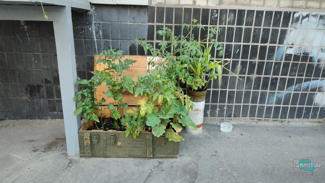 В центре Днепра высадили овощи в ящике из-под боеприпасов - рис. 2