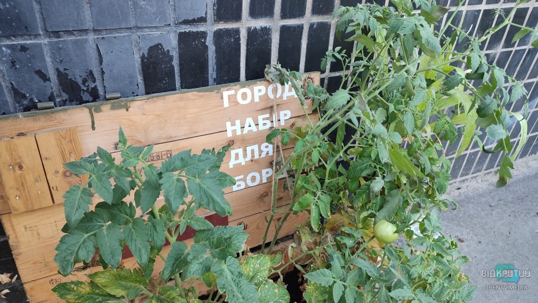 В центре Днепра высадили овощи в ящике из-под боеприпасов - рис. 3