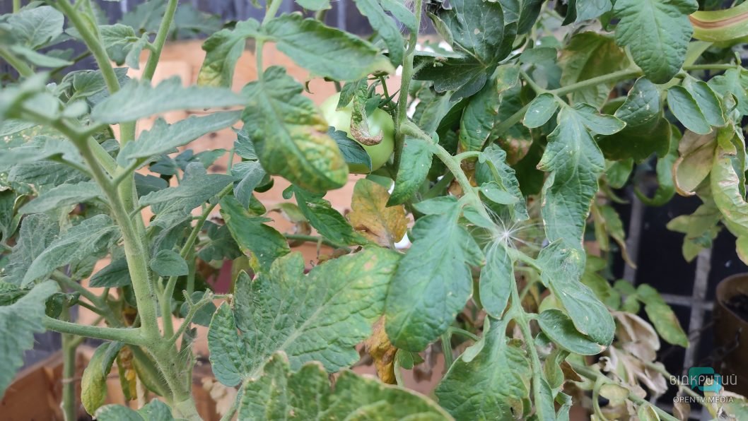 В центре Днепра высадили овощи в ящике из-под боеприпасов - рис. 4