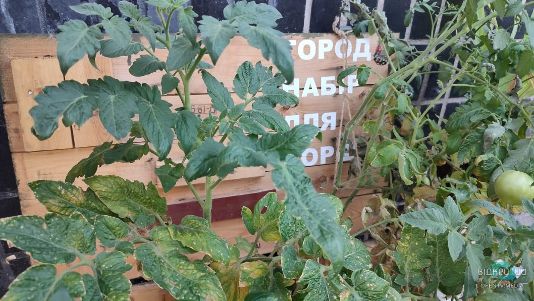 В центре Днепра высадили овощи в ящике из-под боеприпасов - рис. 5