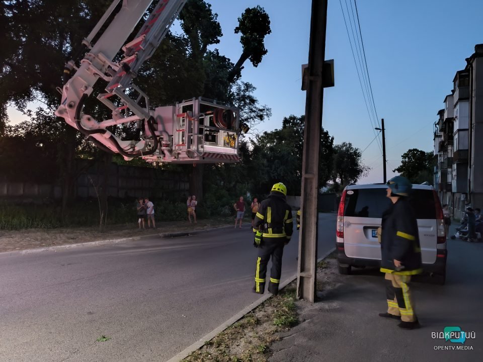 У Дніпрі врятували маленького котика, який заліз на дерево - рис. 4