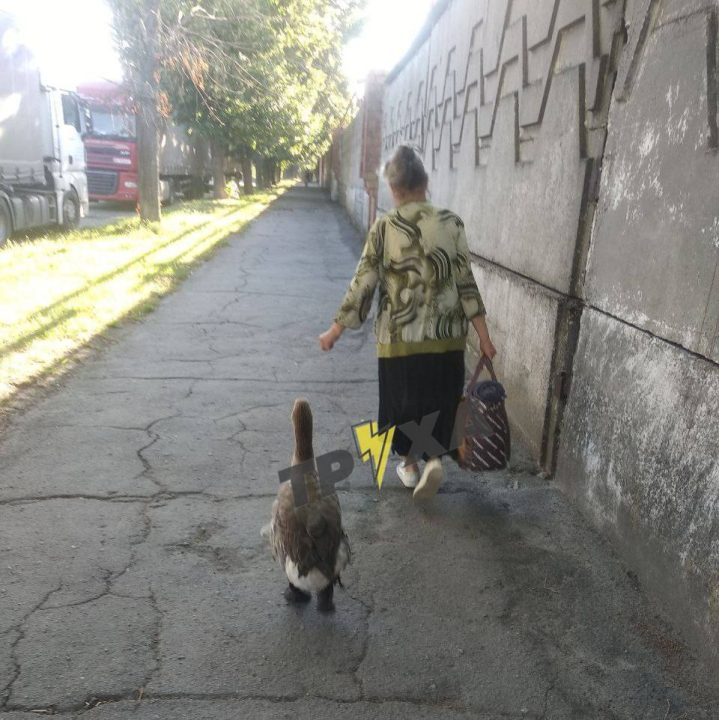 У Дніпрі бабуся вигулювала вулицями міста гусака у черевиках - рис. 1