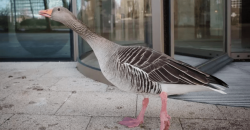 У Дніпрі бабуся вигулювала вулицями міста гусака у черевиках - рис. 17