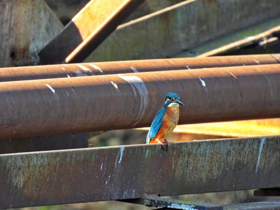З дорогоцінним камінням на крилах: на Дніпропетровщині зафільмували яскравого птаха - рис. 2