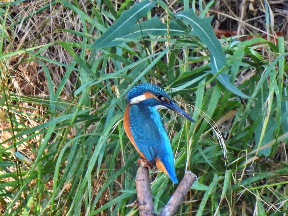 З дорогоцінним камінням на крилах: на Дніпропетровщині зафільмували яскравого птаха - рис. 1