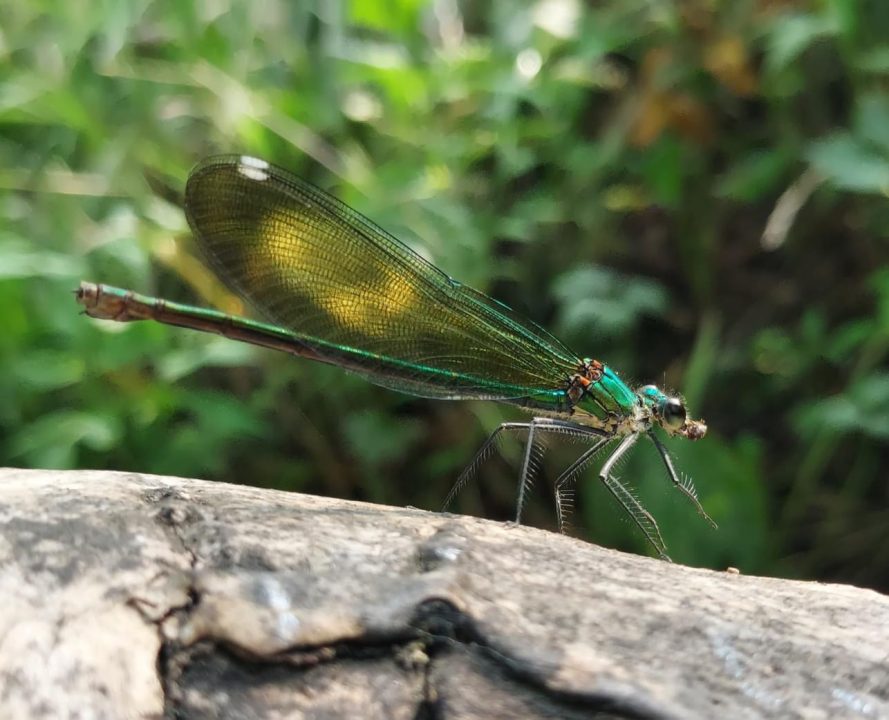 В Днепре заметили блестяще-синее насекомое, которое занесено в Красную Книгу - рис. 2