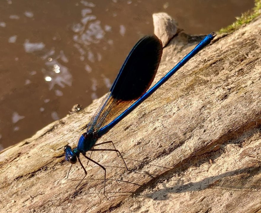 В Днепре заметили блестяще-синее насекомое, которое занесено в Красную Книгу - рис. 3