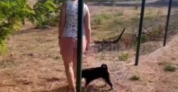 У Дніпрі вандали вкрали з собачого майданчика кілька секцій паркану - рис. 2