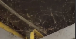 У Дніпрі на Червоному Камені місцеву зупинку заполонили павуки - рис. 4