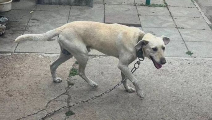 У Дніпрі прихистили пса Тома з Донеччини, якого зрадили господарі - рис. 1