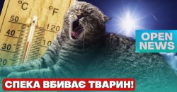Як врятувати домашніх улюбленців у спекотну погоду: поради ветеринарів