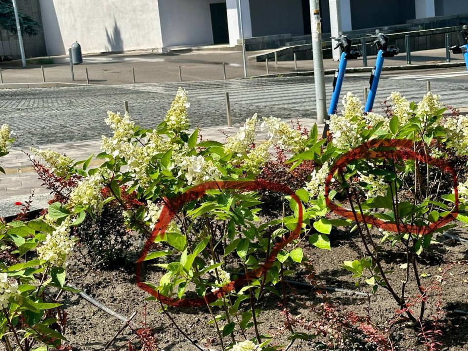 У Дніпрі невідомі крадуть квіти з центральної алеї парку Шевченка