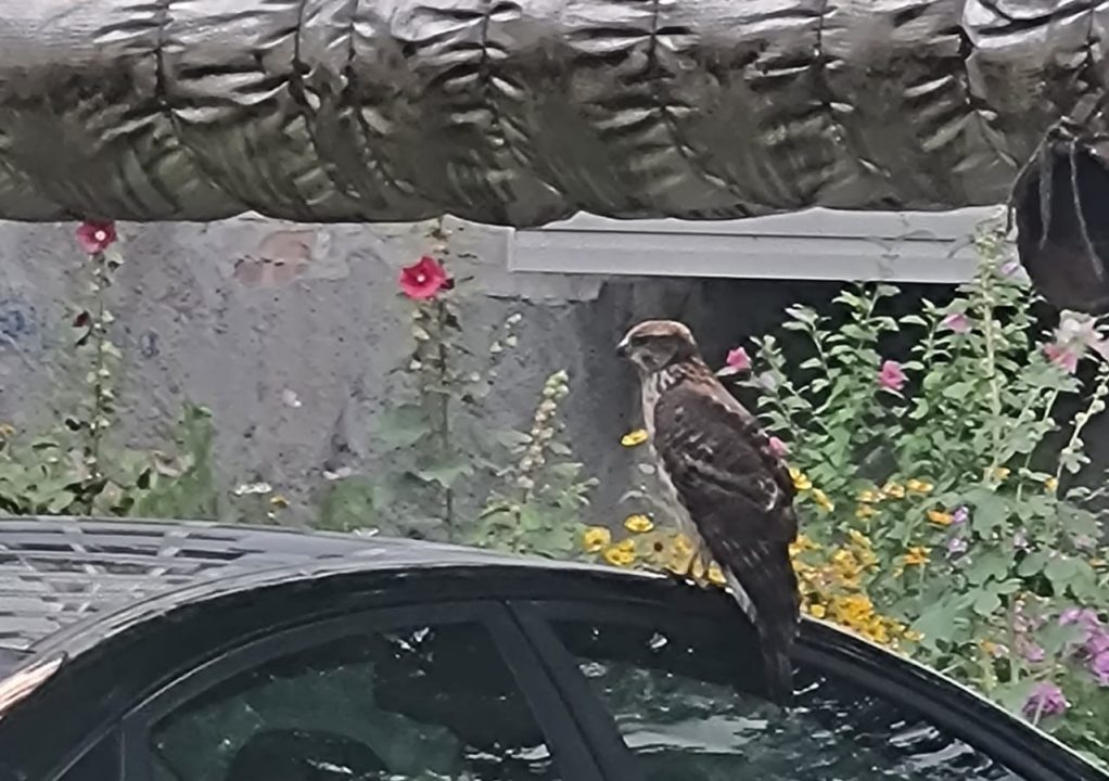 У Дніпрі яструб атакував місцеву мешканку