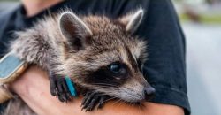 В Днепре домашнего енота вывели на прогулку - рис. 17