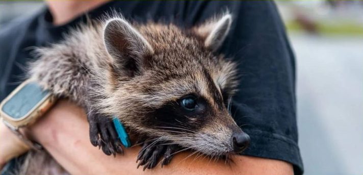 В Днепре домашнего енота вывели на прогулку - рис. 1