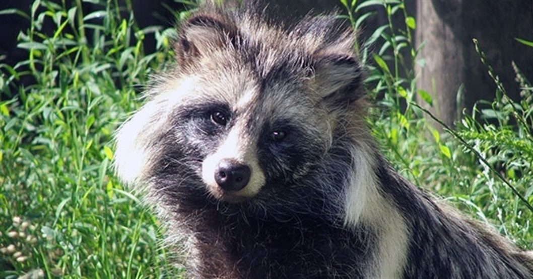 В заповеднике на Днепропетровщине заметили редкую енотовидную собаку