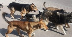 В Днепре агрессивные собаки напали на девочку - рис. 12