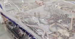 У Китаї чоловік перевозив у своїх штанях сотню змій на продаж - рис. 5