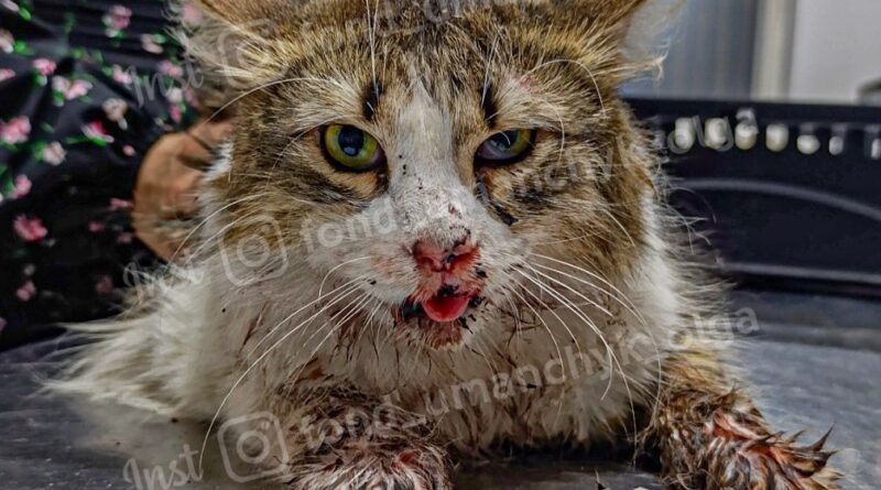 У Дніпрі рятують кота, який вижив після стрибка з четвертого поверху під час пожежі