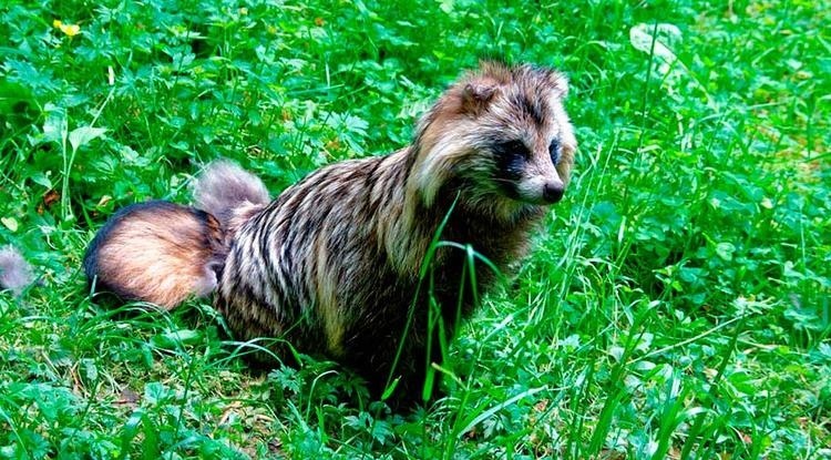 В заповеднике на Днепропетровщине заметили редкую енотовидную собаку