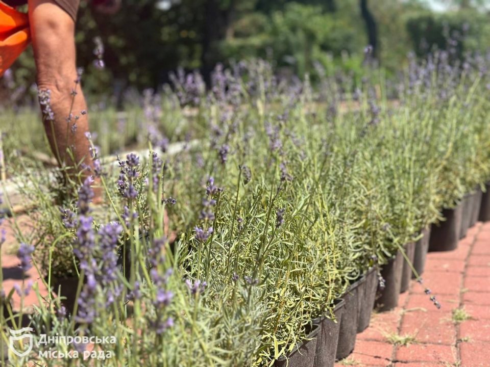 У Дніпрі на Монастирському острові висадили сотні кущів лаванди  - рис. 3