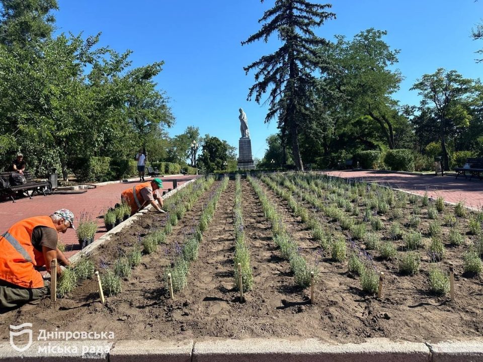 У Дніпрі на Монастирському острові висадили сотні кущів лаванди  - рис. 1