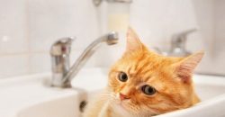 Масштабне відключення води у Дніпрі : адреси