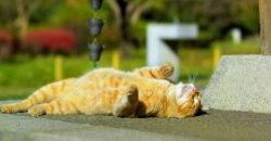 До +29 градусов: какой будет погода в Днепре 23 июля - рис. 13