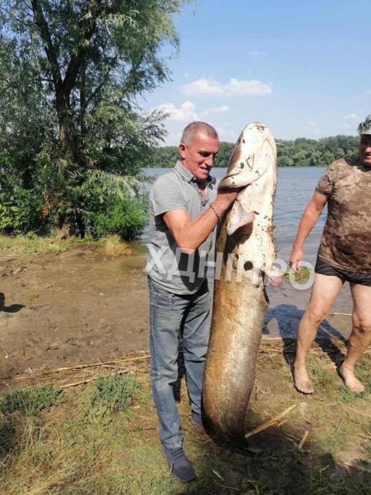 Днепровские рыбаки поймали огромного сома весом более 30 килограммов - рис. 1