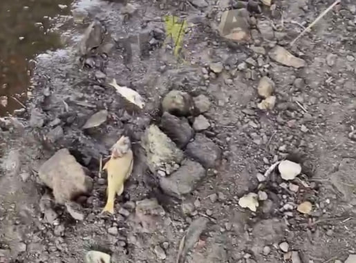 Масова загибель риби у Дніпрі: екологи б’ють на сполох