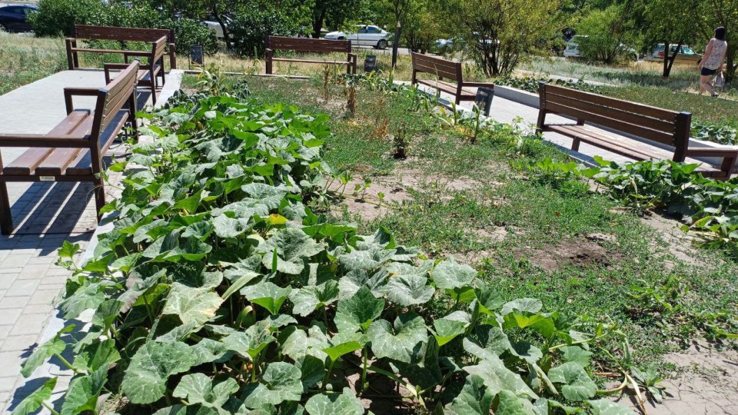 В Днепре на бульваре Славы появилась кабачковая клумба - рис. 2