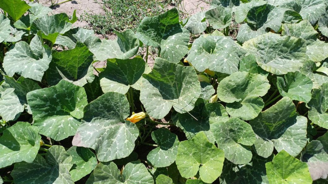 В Днепре на бульваре Славы появилась кабачковая клумба - рис. 3