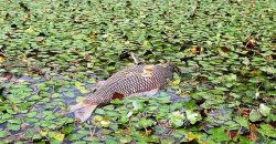 Масова загибель риби у Дніпрі: екологи б’ють на сполох - рис. 2