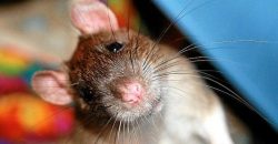 В Днепре крыса каталась на велосипеде с хозяином - рис. 10