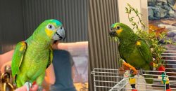 У Дніпрі шукають зниклого домашнього папугу, який вміє копіювати голоси дітей
