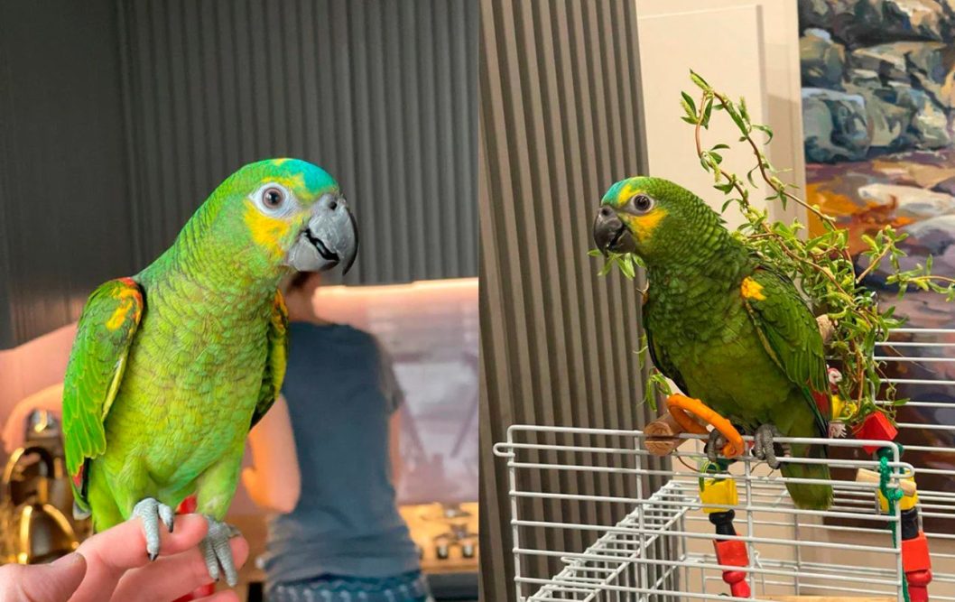 У Дніпрі шукають зниклого домашнього папугу, який вміє копіювати голоси дітей