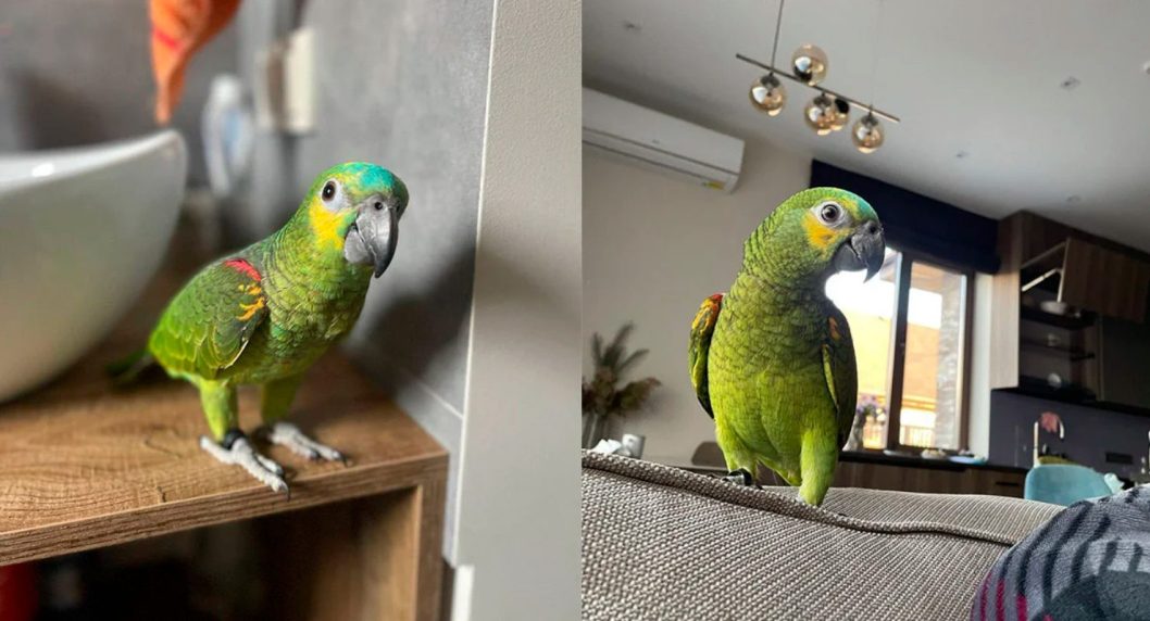 У Дніпрі шукають зниклого домашнього папугу, який вміє копіювати голоси дітей